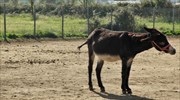 Ρόδος: Εισαγγελέας διέταξε την «κατάσχεση» γαϊδουριού λόγω κακομεταχείρισης