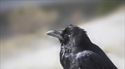 «Κοράκιασε» από τη δίψα…