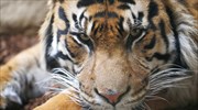 Έκκληση από φιλοζωική οργάνωση να σταματήσουν οι «selfies» με τίγρεις