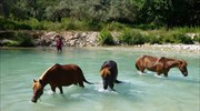 Δηλητηρίασαν άλογα στον Αχέροντα