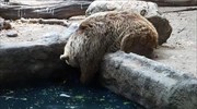 Αρκούδα σώζει κοράκι από πνιγμό