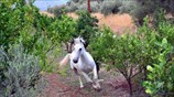 Άλογο σε πορτοκαλεώνα της Αργολίδας