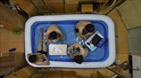 Τρόποι αντιμετώπισης του καύσωνα στην Κίνα