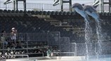 Παιχνίδι με τα δελφίνια στο Αττικό Ζωολογικό Πάρκο