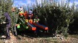 Ξεκινά άμεσα η απόσυρση των ροδάκινων