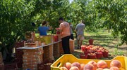 Ημαθία: Συγκρατημένη αισιοδοξία για τις εξαγωγές συμπύρηνου ροδάκινου