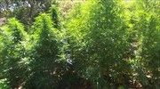 Χανιά: Εντοπίστηκε φυτεία με 42 δενδρύλλια ινδικής κάνναβης