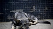 Καβάλα: Εγκατέλειψε, κλειδωμένα σε διαμέρισμα έξι σκυλιά