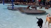Πάρτι για σκύλους σε… πισίνα
