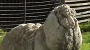 Τασμανία: Βρέθηκε το πιο μαλλιαρό πρόβατο του κόσμου;
