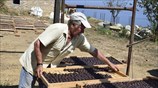Αποξήρανση δαμάσκηνων στη Σκόπελο