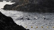 Ξεκίνησε η ετήσια σφαγή δελφινιών στον όρμο Ταϊτζί της Ιαπωνίας