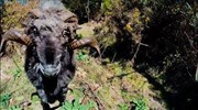 Θυμωμένο κριάρι επιτίθεται σε… drone