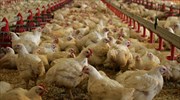 Ευρωπαϊκό Δικαστήριο: Καταδίκη για τον τρόπο εκτροφής «ωοπαραγωγών ορνίθων»