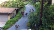 Φοβάται ο Γιάννης το θεριό και το θεριό το Γιάννη…