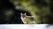Κυνηγός καλεί τα κογιότ… ουρλιάζοντας