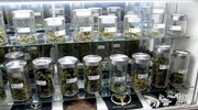 Ιταλία: Φάρμακα από κάνναβη θα παράγει ο στρατός