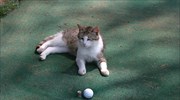 Γάτα αναστατώνει παιχνίδι mini golf