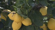 Κόρινθος: Ανήλικος είχε κλέψει πάνω από 10 τόνους λεμόνια