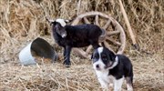 Όταν παίζουν ένα αρνί και ένας σκύλος…