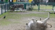 Επανενώθηκαν ερωτευμένα γαϊδουράκια σε ζωολογικό κήπο του Πόζναν