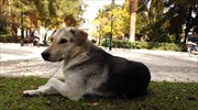 Κομοτηνή: Τραυμάτισε αδέσποτο σκύλο με ξύλινη ράβδο