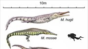 Το αρχαίο είδος κροκόδειλου μήκους εννέα μέτρων και οι ομοιότητες με τον σημερινό απόγονό του