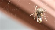 Αυστραλός επέστρεψε από διακοπές με μια αράχνη μέσα στο σώμα του