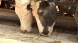 Ρωσία: Εμπάργκο και στα προϊόντα κρέατος της Ευρώπης