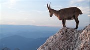 Οι κατσίκες συρρικνώνονται λόγω της κλιματικής αλλαγής