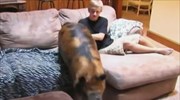 Οικογένεια απευθύνει έκκληση για να κρατήσει ένα γουρούνι ως κατοικίδιο