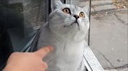 Μια πολύ συγκεντρωμένη γάτα