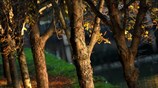 Απόγευμα του Νοέμβρη στις όχθες του Ληθαίου ποταμού