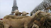 Βοσκοί διαδήλωσαν με τα πρόβατά τους στο Παρίσι