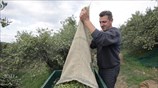 Συγκομιδή ελιάς στην Κρήτη