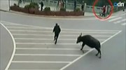Βουβάλι τραυμάτισε 14 άτομα στην Κίνα