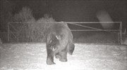 Εμφάνιση αρκούδων στο Τσερνόμπιλ