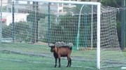 Κρήτη: Τράγος στη θέση του τερματοφύλακα
