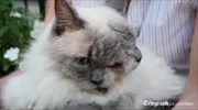 Πέθανε η γάτα με τα δύο πρόσωπα