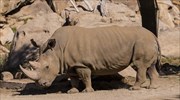 Μόλις πέντε βόρειοι λευκοί ρινόκεροι απομένουν στον κόσμο