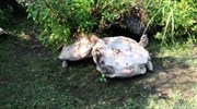Επίδειξη αλληλεγγύης από… χελώνες