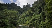 Τα τροπικά δάση δεν απορροφούν όσο άνθρακα ήλπιζαν οι επιστήμονες