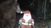 Αρκούδα εναντίον κούκλας του Άγιου Βασίλη