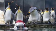 Γαλλία: Επίσκεψη Άγιου Βασίλη στους βασιλικούς πιγκουίνους