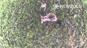 Καγκουρό καταρρίπτει drone