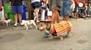 ΗΠΑ: Σκυλάκια υποδέχτηκαν την πρωτοχρονιά με παρέλαση