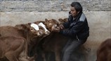 Υπαίθρια αγορά βοοειδών στην Κίνα