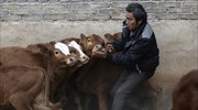 Υπαίθρια αγορά βοοειδών στην Κίνα