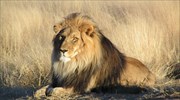 Τανζανία: Σφαγιάστηκαν έξι σπάνια λιοντάρια από εξαγριωμένους κατοίκους
