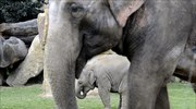 Ταϊλάνδη: Ελέφαντες προκαλούν χάος σε εθνικό πάρκο